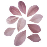 Plumes coupées rose antique 5 - 6 cm